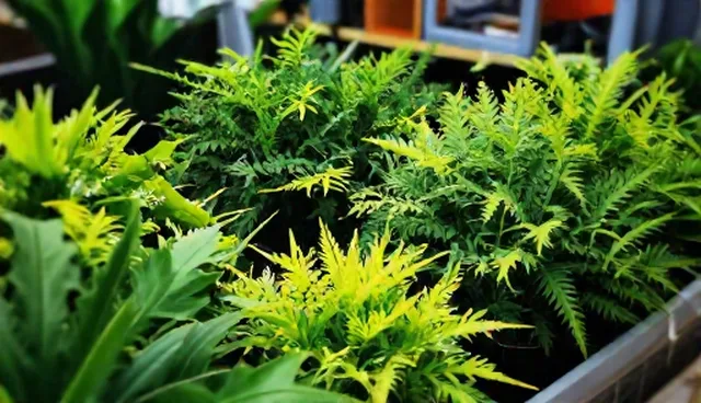 绿化植物质量选择依据与常见问题处理